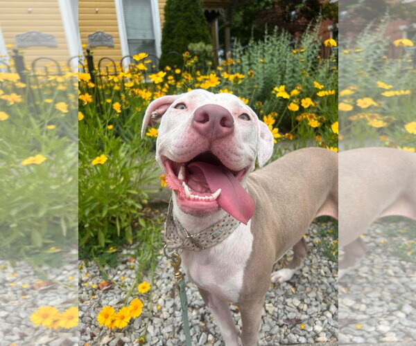Medium Photo #30 American Pit Bull Terrier-Unknown Mix Puppy For Sale in Germantown, OH, USA