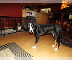 Small #1 Border Collie-Treeing Walker Coonhound Mix