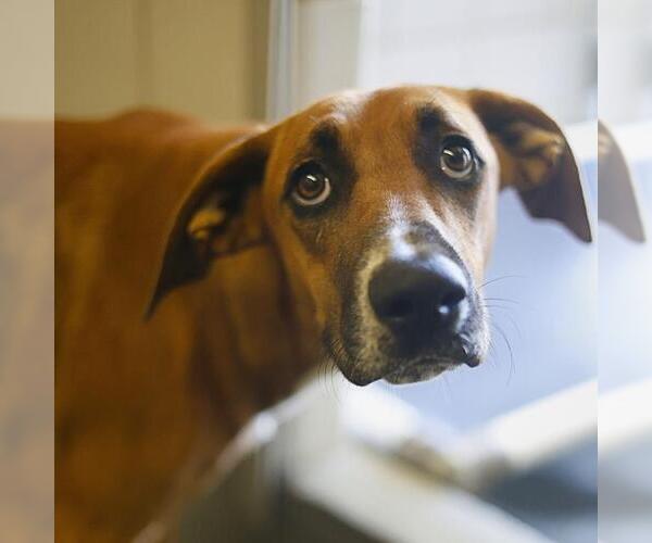 Medium Photo #2 Mutt Puppy For Sale in San Antonio, TX, USA