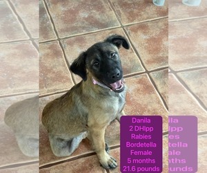Mutt Dogs for adoption in Virginia Beach, VA, USA