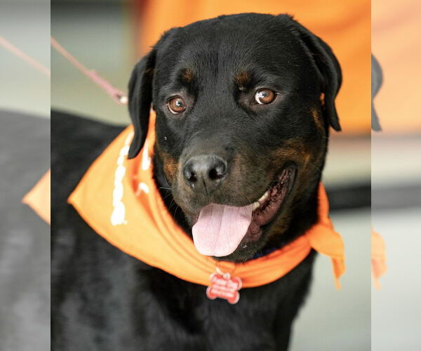 Medium Photo #1 Rottweiler Puppy For Sale in Hillsboro, NH, USA