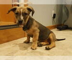 Small #2 Labrador Retriever Mix