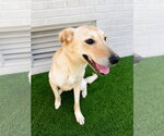 Small #2 Labrador Retriever