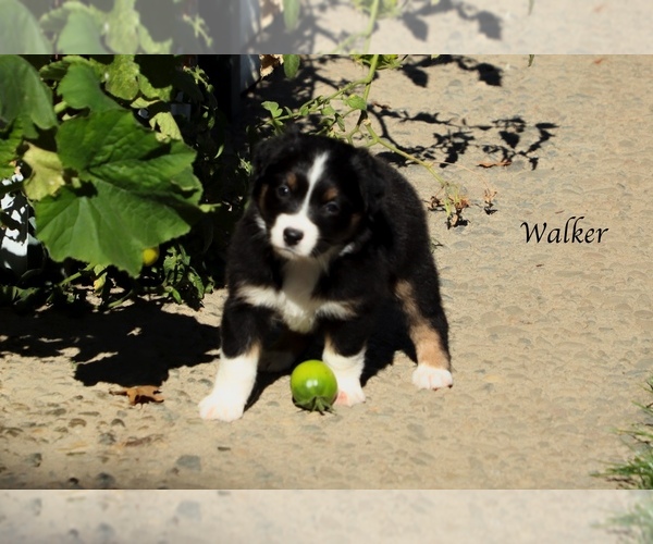 Medium Photo #9 Australian Shepherd Puppy For Sale in SUISUN CITY, CA, USA