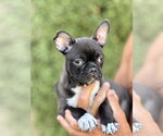Small #10 Faux Frenchbo Bulldog