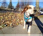 Small Photo #6 Beagle-Unknown Mix Puppy For Sale in Minneapolis, MN, USA