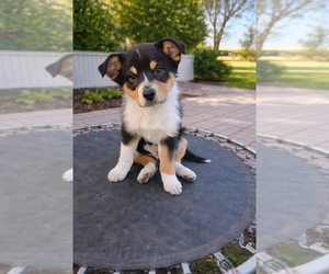 Medium Australian Shepherd