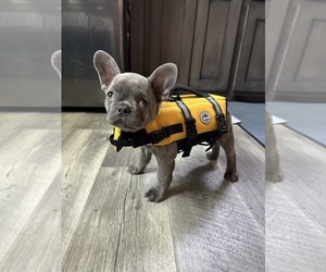 Medium French Bulldog