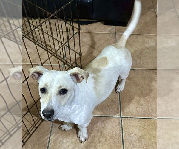 Medium Photo #11 Chiweenie Puppy For Sale in San Diego, CA, USA