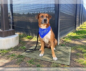 Labrador Retriever-Unknown Mix Dogs for adoption in Orange, CA, USA