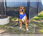 M. MURDOCK - Male Labrador Retriever-Unknown Mix Dog for Adoption - Small photo
