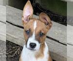 Small Labrador Retriever Mix