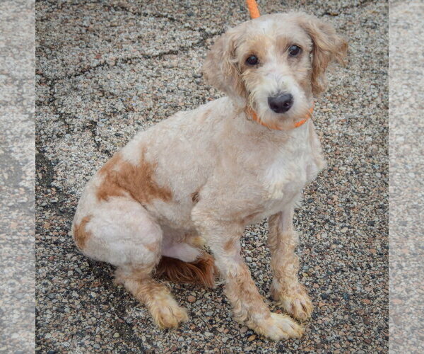 Medium Photo #2 Unknown-Wheaten Terrier Mix Puppy For Sale in Huntley, IL, USA