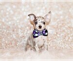 Small #2 Chihuahua