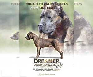 Father of the Cane Corso puppies born on 01/10/2022