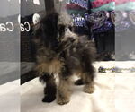 Small #3 Cockapoo