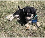 Small #8 Chihuahua Mix