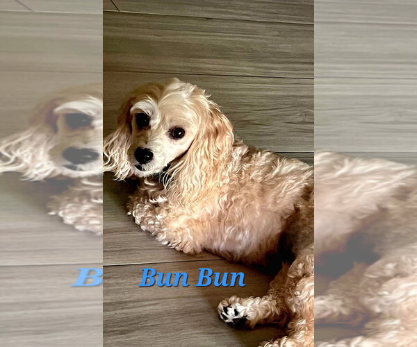 Medium Photo #9 Poodle (Miniature)-Unknown Mix Puppy For Sale in Plantation, FL, USA