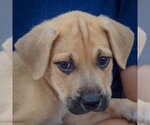 Small Photo #5 American Staffordshire Terrier-German Shepherd Dog Mix Puppy For Sale in Huntley, IL, USA