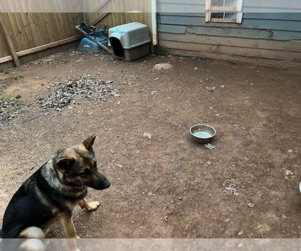 Medium Photo #1 German Shepherd Dog Puppy For Sale in ATL, GA, USA
