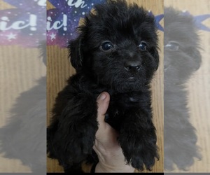 Maltipoo (Miniature) Puppy for sale in VENETA, OR, USA