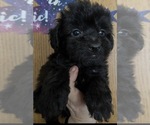 Image preview for Ad Listing. Nickname: Bo