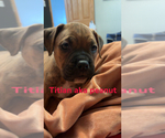 Puppy Titan American Bully-Boxer Mix