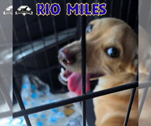 Rio Miles - Male Dachshund-Unknown Mix Dog for Adoption - Photo #23