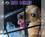 Small Photo #23 Dachshund-Unknown Mix Puppy For Sale in San Antonio, TX, USA