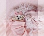 Small #8 Maltese