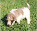 Small Photo #51 Goldendoodle Puppy For Sale in HOWARD CITY, MI, USA