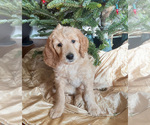 Puppy 1 Goldendoodle