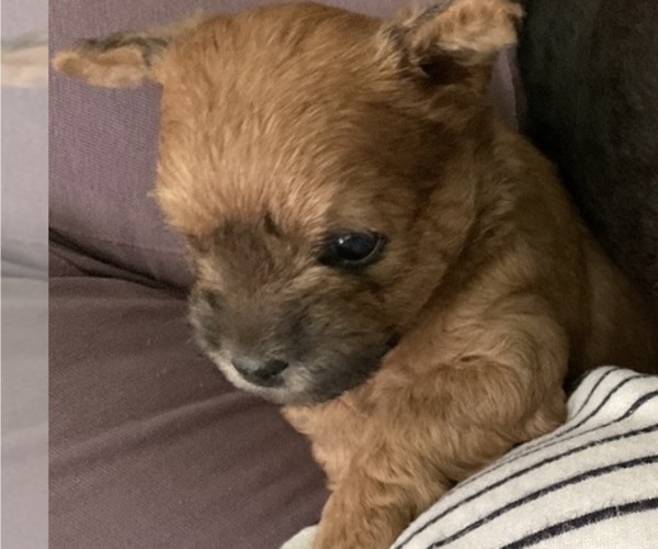 Medium Photo #35 Poocan Puppy For Sale in FAIR OAKS, CA, USA