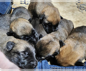 Belgian Malinois Puppy for sale in WRIGHTSVILLE, PA, USA