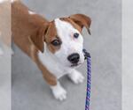 Small Whippet Mix