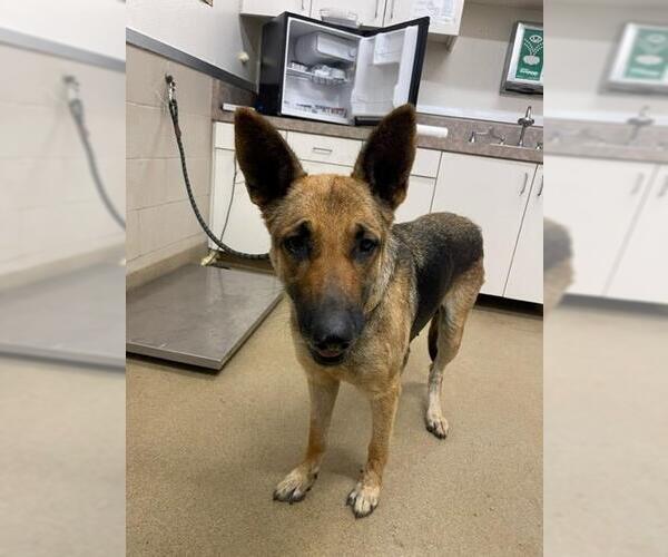Medium Photo #1 German Shepherd Dog Puppy For Sale in Santa Maria, CA, USA