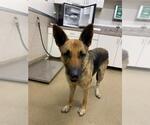 Small German Shepherd Dog