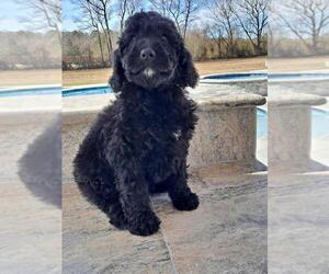 Labradoodle Puppy for sale in TARBORO, NC, USA