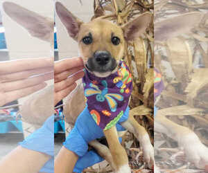 German Shepherd Dog-Unknown Mix Dogs for adoption in SHERBURNE, NY, USA