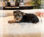 Small Photo #4 Yorkshire Terrier Puppy For Sale in GREENWOOD, IN, USA