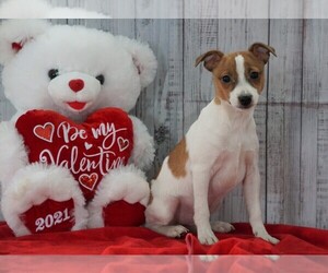 Foxy Russell Puppy for sale in FREDERICKSBG, OH, USA