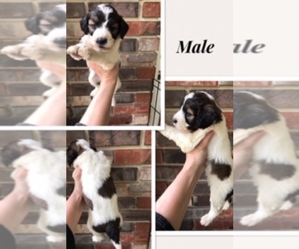 Medium Photo #6 Bernedoodle-Poodle (Standard) Mix Puppy For Sale in COOKEVILLE, TN, USA