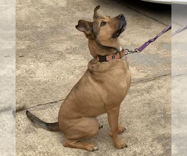 Medium Photo #5 Black Mouth Cur-German Shepherd Dog Mix Puppy For Sale in Spring Lake, NC, USA