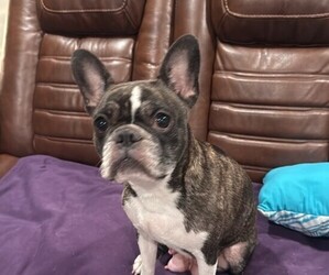 Mother of the Faux Frenchbo Bulldog-French Bulldog Mix puppies born on 08/27/2025