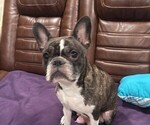 Small Photo #1 Faux Frenchbo Bulldog-French Bulldog Mix Puppy For Sale in MOUNDRIDGE, KS, USA