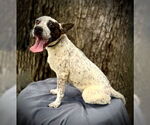 Small #5 Boston Terrier Mix
