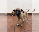 Small #1 Labrador Retriever Mix