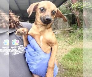 Rat-Cha Dogs for adoption in Houston, TX, USA