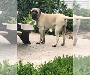 Mastiff Dogs for adoption in ARTOIS, CA, USA