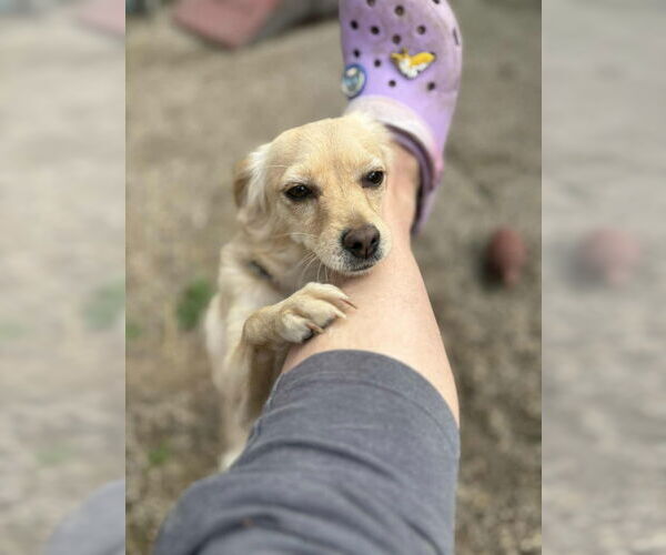 Medium Photo #4 Pomeranian-Unknown Mix Puppy For Sale in Mukwonago, WI, USA